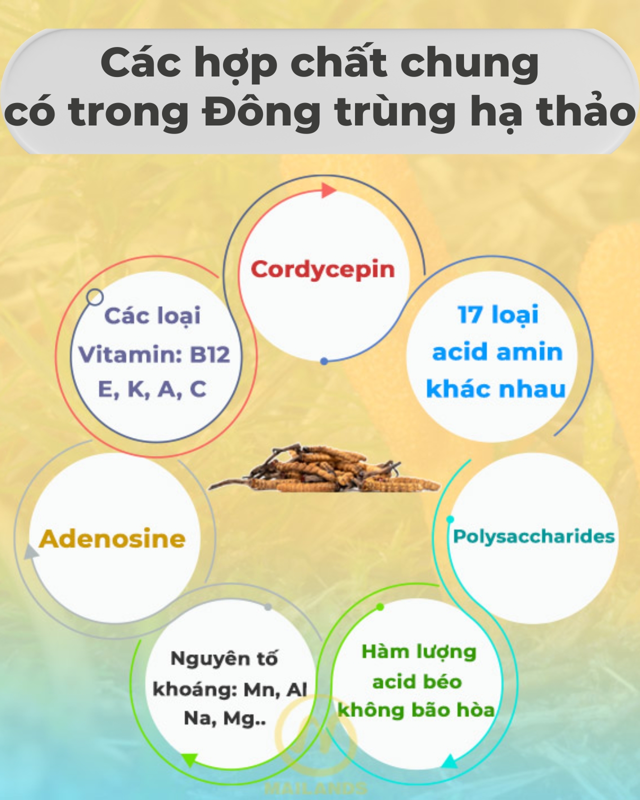 hop-chat-co-trong-dong-trung-ha-thao