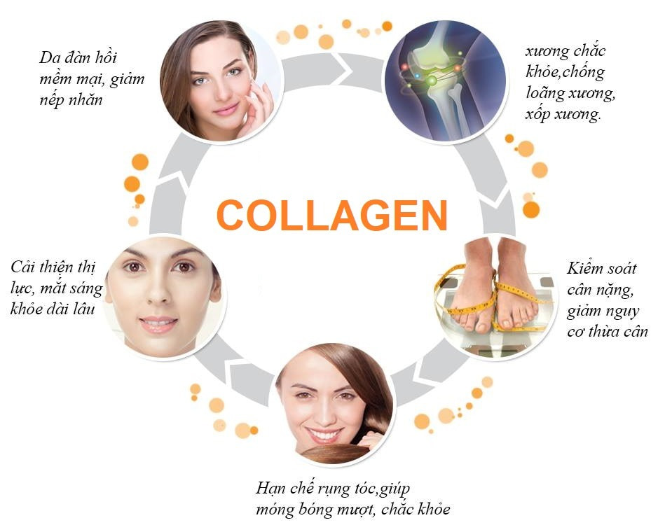 vai-tro-cua-collagen-doi-voi-co-the