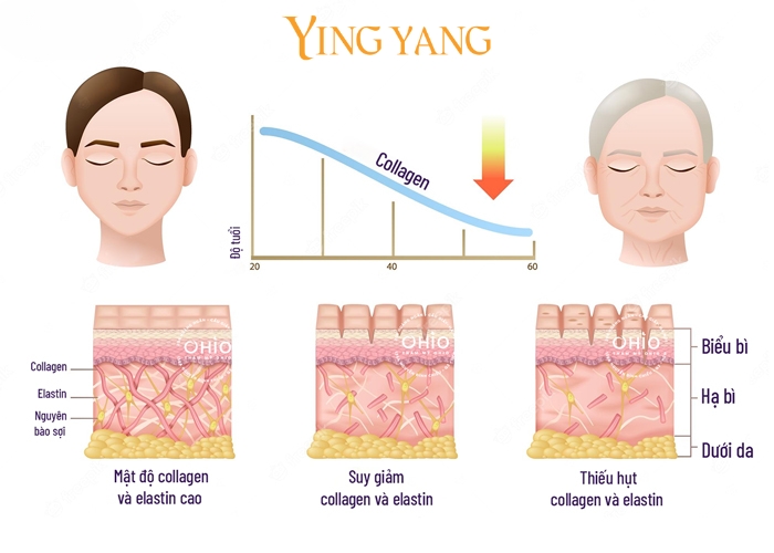 collahen-va-qua-trinh-lao-hoa