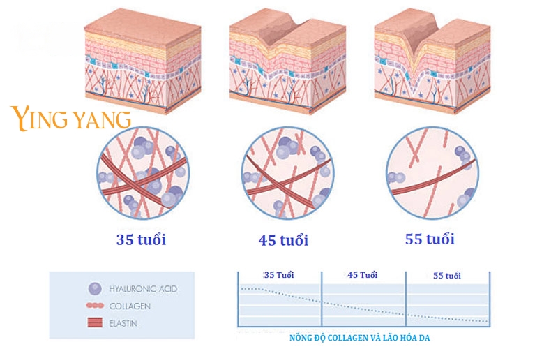 nong-do-collagen-va-lao-hoa-da